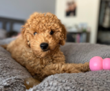 Mini Goldendoodle Puppies For Sale Seaside Pups